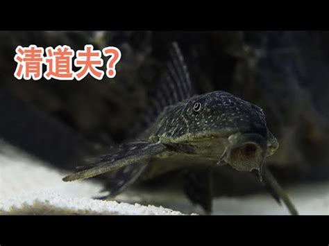 清道夫魚種類|魚缸清道夫魚種類繁多，如何選，才能達到水清魚靚的。